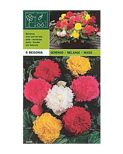Бегония Fimbriata микс 10 бр
