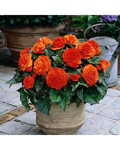 Бегония Non Stop Orange 5/6+