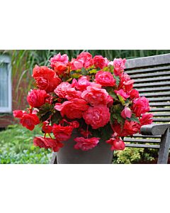 Бегония Odorato Red Glory (ароматна) 5/6+