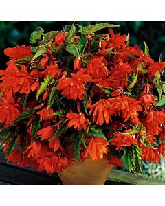 Бегония Pendula Orange 5/6+