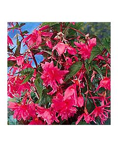 бегония pendula Pink 5/6+