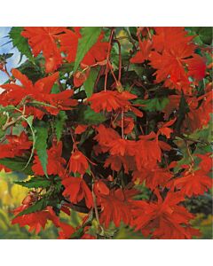бегония pendula Red