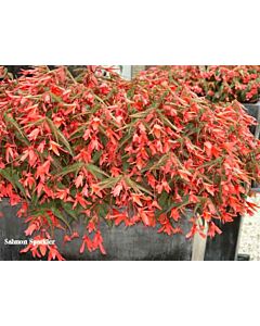 бегония pendula Salmon - 5 бр
