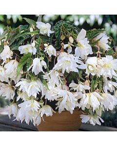 бегония pendula White 