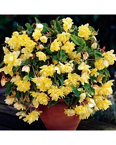 Бегония Pendula Yellow 