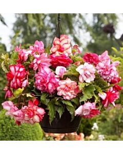 бегония Pink Balcony 5/6+