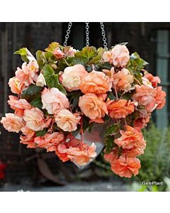 Бегония Splendide Apricot 