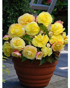 Бегония Superba Yellow 5/6+