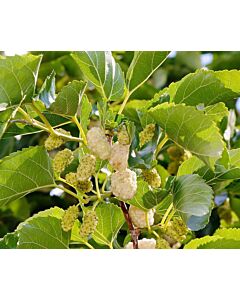 Бяла черница (Morus Alba)		