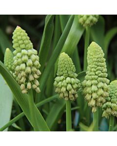 Мускари зелени /Bellevalia pycnantha 'Green Pearl'/ 1 бр