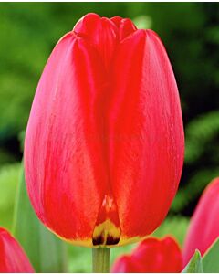 Лале /Tulip BEN FIRE/ 1 бр