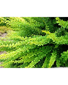 Берберис Зелен килим / berberis green carpet / 1 бр саксия разсад ( 15 см )
