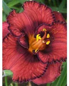 Хемерокалис /HEMEROCALLIS BERRYLICIOUS/ 1 бр