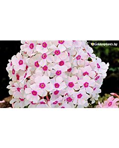 Флокс / Phlox Europa / 1 бр 