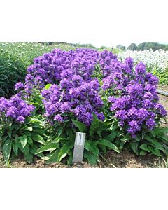 Камбанки сини / campanula glomerata blue / 1 бр коренище