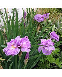 Ирис / Iris Siberica Pink Parfait / 1 бр
