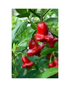 СЕМЕНА ПИПЕР ЛЮТ ПАПСКА КОРОНА 100С HOT PEPPER BISHOP CROWN  