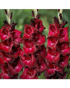 Гладиол large-flowered 'Bizet' 10/12 - 1 бр.