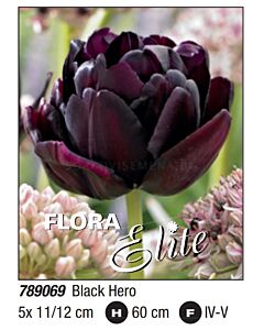 Лале double late Black Hero: Пакет: 1 оп- 5 бр.