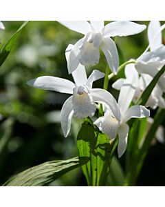 Земна орхидея /Bletilla striata 'Alba'/ 1 бр