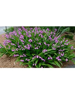 Bletilla striata pink 1 бр.