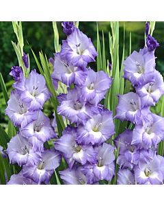 Гладиол large-flowered  'Blue Storm' 12/14 - 1 бр.
