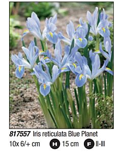 Ирис reticulata Blue Planet: Пакет- 1 оп. - 10 бр.