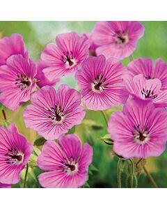 Здравец / Geranium Barnsley / 1 бр 