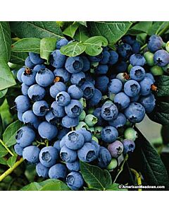 Боровинка (Vaccinium Corymbosum Berkeley)
