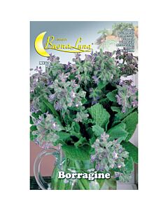 Семена Борагине, пореч, краставичена трева MEGA PACK- BL