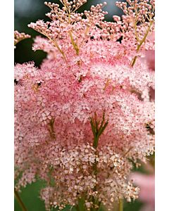 Обикновено орехче / Filipendula Venusta / 1 бр