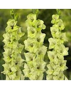 Гладиол large-flowered  'Bowie' 10/12 - 1 бр.