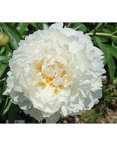 Божур/ LACTIFLORA Bowl Of Cream - 1 бр.