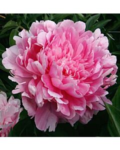 Божур  Pink