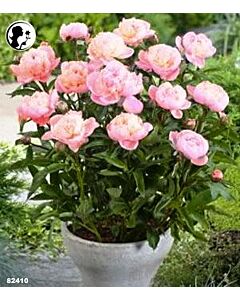 Божур Baby Pink (40 см) 