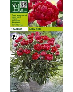 Божур Baby Red (40 см)