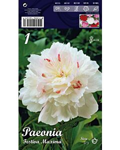 Божур Festiva Maxima (Ароматен)