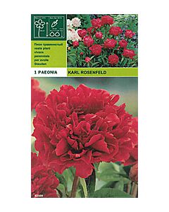 Божур Karl Rosenfeld (aromatic)