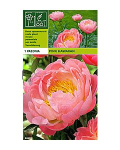 Божур Pink Hawaiian (aromatic)