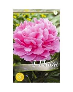 Божур Pink jewel (ароматен)