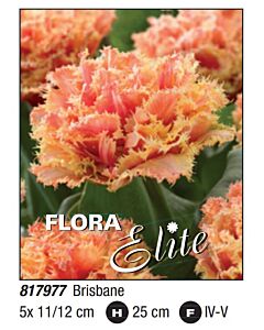 Лале fringed double Brisbane - Пакет: 1 оп. - 5 бр.