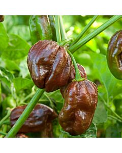 СЕМЕНА ПИПЕР ХАБАНЕРО ШОКОЛАД 100С PEPPER CHOCOLATE HABANERO