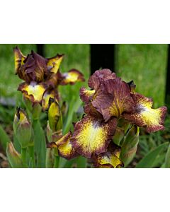 Ирис Brown spotted yellow 1бр