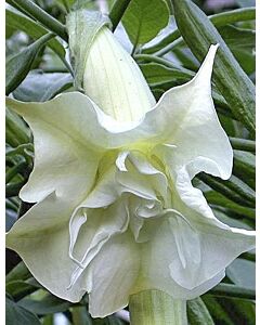Бругманзия (Brugmansia Double Angel's) – бяла	