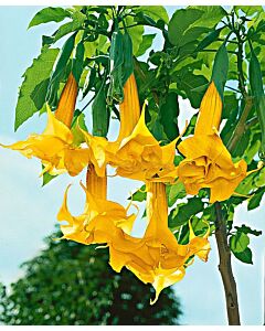 Бругманзия (Brugmansia Double Angel's) – жълта