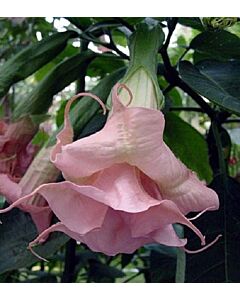 Бругманзия (Brugmansia Double Angel's) – розова