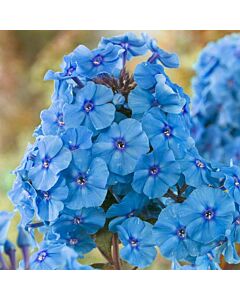 Флокс /Phlox Etoille de Paris / 1 бр