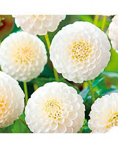 Далия помпон бяла / Dahlia pompon Snowflake / 1 оп ( 1 бр )
