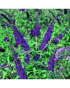 Будлея синя - Buddleja Davidii blue