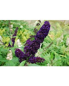 Будлея черна - Buddleja Davidii Black 